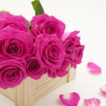 母の日にバラ|花言葉がヤバイのは紫ピンク緑オレンジ黒のドレ?