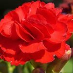 花言葉で感謝を母の日に!ありがとうを花束で伝えられるのは?
