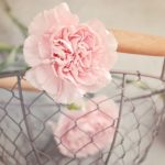 母の日に花を鉢植えで!長持ちする園芸初心者向けの花はコレ