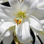 母の日に花を!鉢植えのユリをプレゼントするのなら花言葉に注意