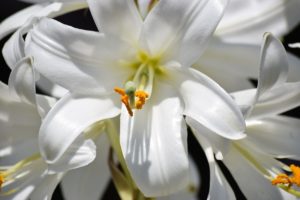 母の日に花を!鉢植えのユリをプレゼントするのなら花言葉に注意