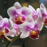 胡蝶蘭を母の日に花言葉と共に!赤紫青白黄緑ピンクどれがいい?