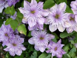 母の日にクレマチスを花言葉と共に─えっ白紫青には無いの？