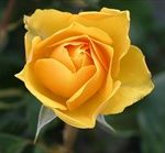 父の日にプレゼント!おすすめの花6選でありがとうを伝えよう