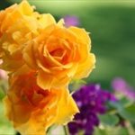 父の日に折り紙の花を!プレゼントのバラ桜ひまわり簡単な折り方は?