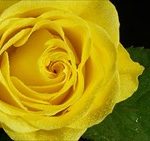 父の日にバラ 色ごとに違う花言葉!1番おすすめの色はドレ?