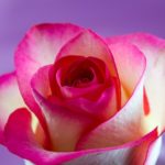 母の日にお花を贈るときの花言葉なら、この記事に注目!