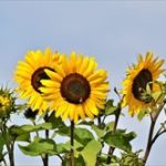 父の日にプレゼントを手作りで!赤ちゃんからパパへ贈るのなら?