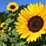 父の日のプレゼントを幼稚園の子供が手作りする時のオススメは?
