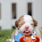犬はとうもろこしを食べられる?アレルギーや嘔吐は量に気をつければ!