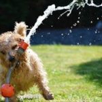 暑さ対策で屋根に散水!打ち水が見直されているって知っている?