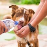 犬が暑さで食欲不振?対策の水分補給と食欲増進はこの方法で!