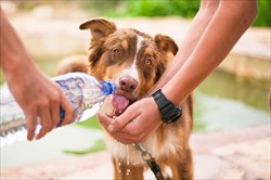 犬が暑さで食欲不振？対策の水分補給と食欲増進はこの方法で！