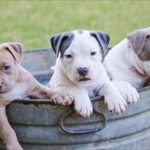 犬の散歩で暑さ対策!愛犬を熱中症から守るポイントは?
