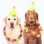 犬の車内暑さ対策!炎天下の車内温度から愛犬を守る方法!!