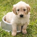 犬の年齢を人間で言うと何倍?計算式で愛犬の年齢を知ろう!