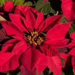 クリスマスに花をプレゼント!彼女にポインセチアを贈る3つの理由