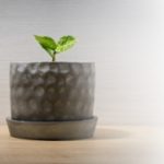 玄関に風水を!観葉植物を置くときにオススメの9種類をチェック