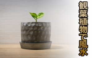 玄関に風水を！観葉植物を置くときにオススメの9種類をチェック