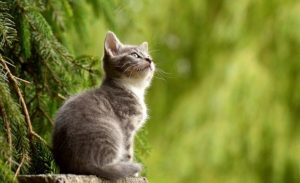 猫よけの対策|コーヒーかすや酢を使った手軽な方法4選