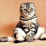 猫のマーキング|臭い消しのヒント