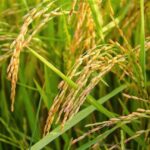 一粒万倍日とは?財布や宝くじと相性の良い開運日の使い方
